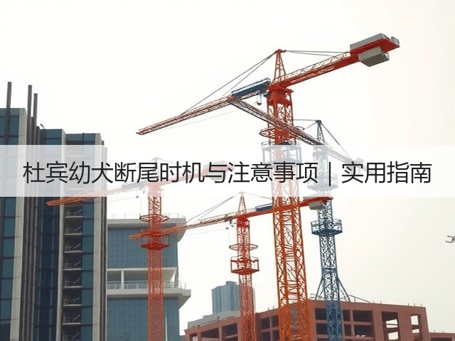 杜宾幼犬断尾时机与注意事项｜实用指南(图2)