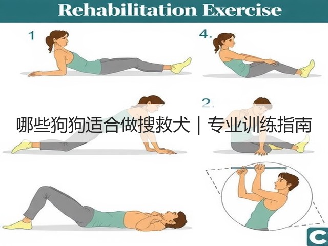 哪些狗狗适合做搜救犬|专业训练指南(图1) 哪些狗狗适合做搜救犬|专业训练指南(图1)