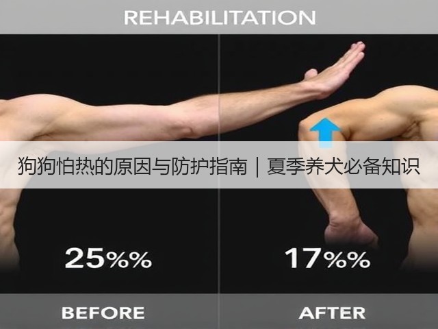 狗狗怕热的原因与防护指南|夏季养犬必备知识(图2) 狗狗怕热的原因与防护指南|夏季养犬必备知识(图2)