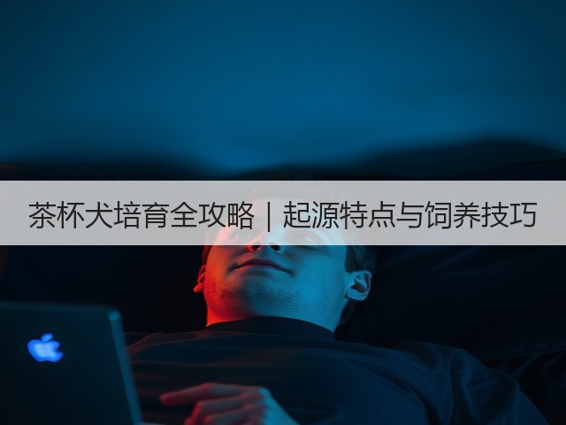 茶杯犬培育全攻略｜起源特点与饲养技巧(图1)