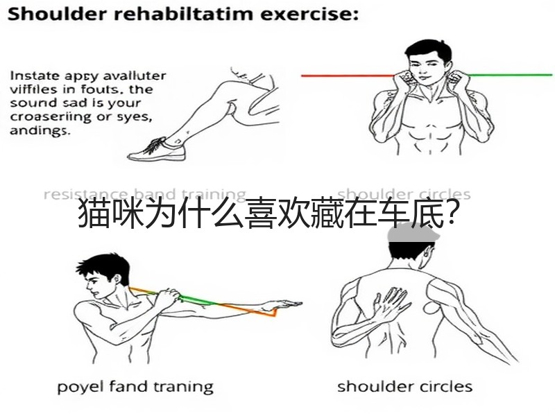 猫咪为什么喜欢藏在车底？