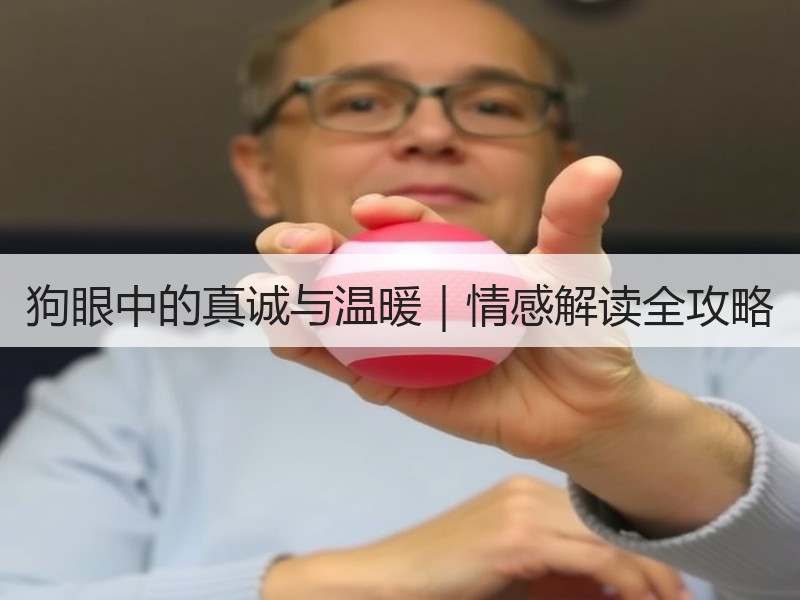 狗眼中的真诚与温暖｜情感解读全攻略