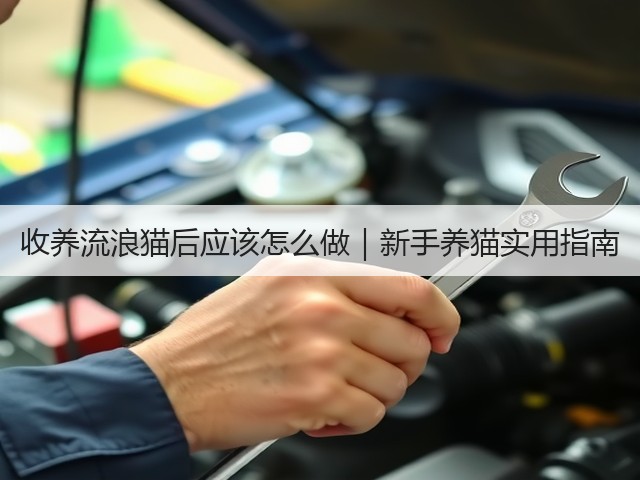 收养流浪猫后应该怎么做|新手养猫实用指南(图3) 收养流浪猫后应该怎么做|新手养猫实用指南(图3)