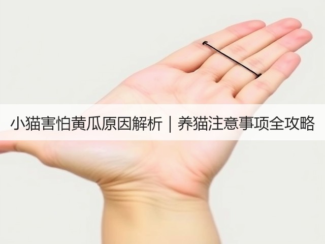 小猫害怕黄瓜原因解析｜养猫注意事项全攻略(图1)