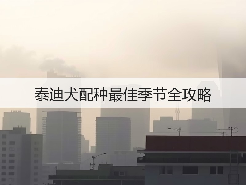 泰迪犬配种最佳季节全攻略