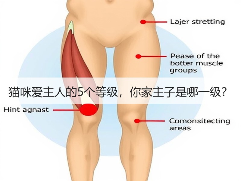 猫咪爱主人的5个等级，你家主子是哪一级？