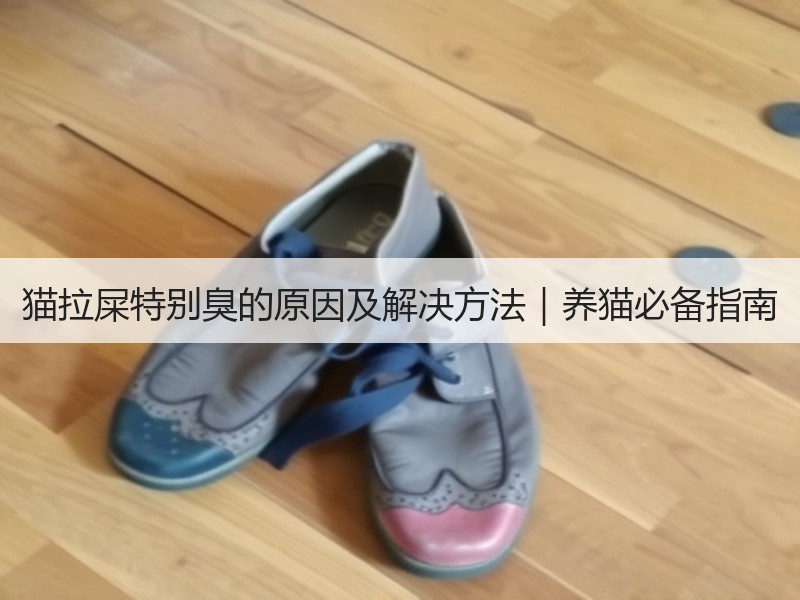 猫拉屎特别臭的原因及解决方法｜养猫必备指南