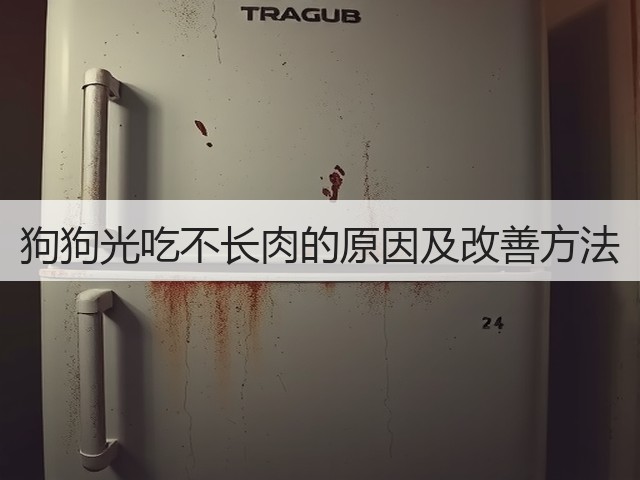 狗狗光吃不长肉的原因及改善方法(图3)