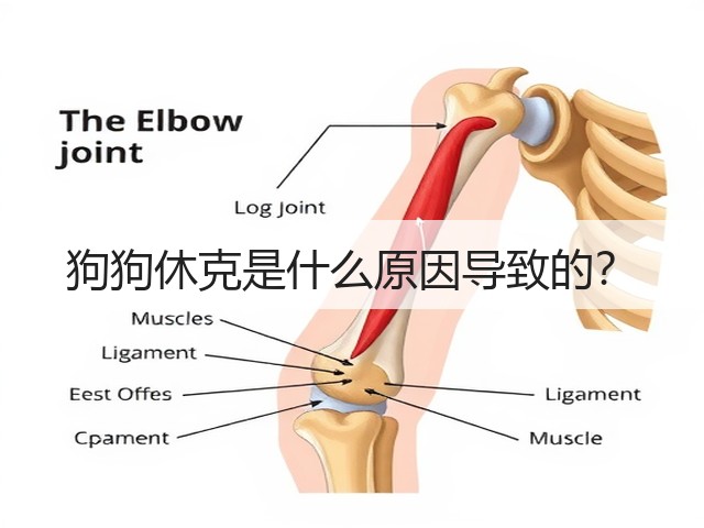 狗狗休克是什么原因导致的?(图1) 狗狗休克是什么原因导致的?(图1)