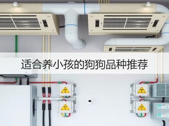 适合养小孩的狗狗品种推荐(图2)