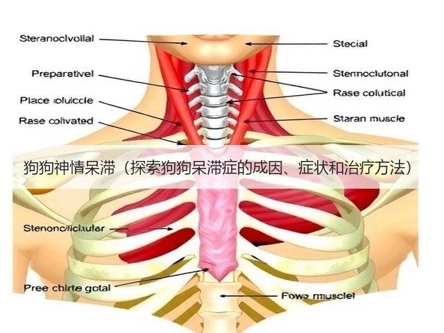 狗狗神情呆滞(探索狗狗呆滞症的成因、症状和治疗方法)(图2) 狗狗神情呆滞(探索狗狗呆滞症的成因、症状和治疗方法)(图2)