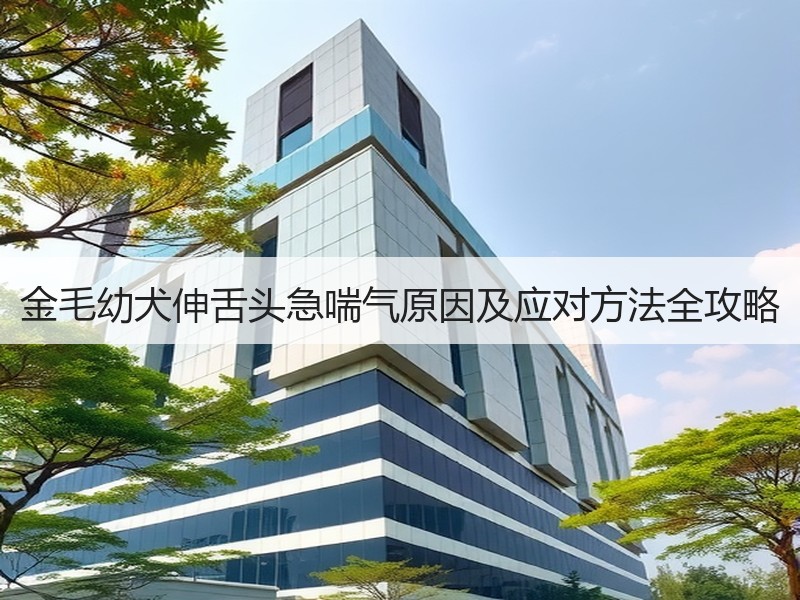 金毛幼犬伸舌头急喘气原因及应对方法全攻略