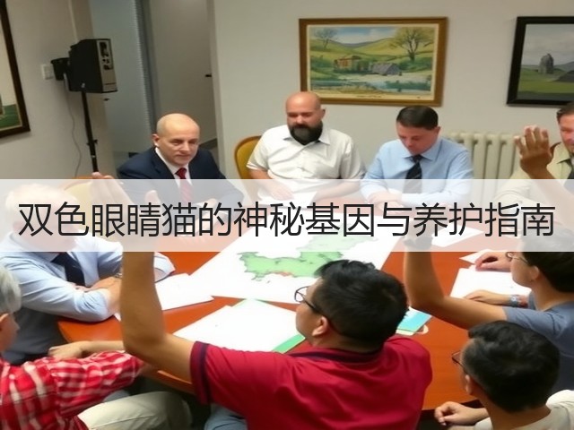 双色眼睛猫的神秘基因与养护指南(图2) 双色眼睛猫的神秘基因与养护指南(图2)