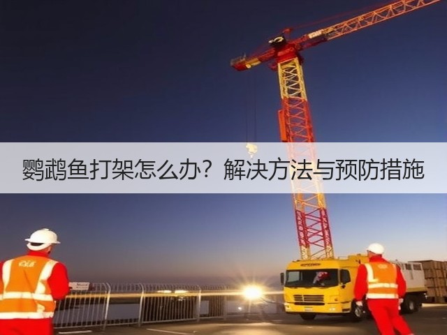 鹦鹉鱼打架怎么办？解决方法与预防措施(图3)