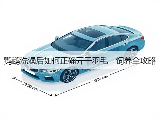 鹦鹉洗澡后如何正确弄干羽毛｜饲养全攻略(图2)