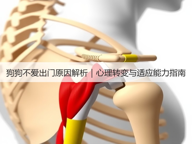 狗狗不爱出门原因解析｜心理转变与适应能力指南