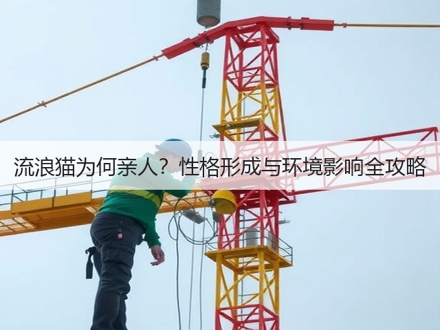 流浪猫为何亲人？性格形成与环境影响全攻略(图2)