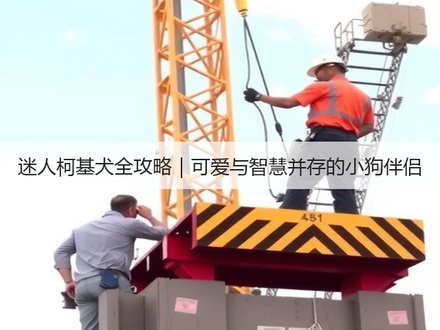 迷人柯基犬全攻略|可爱与智慧并存的小狗伴侣(图2) 迷人柯基犬全攻略|可爱与智慧并存的小狗伴侣(图2)