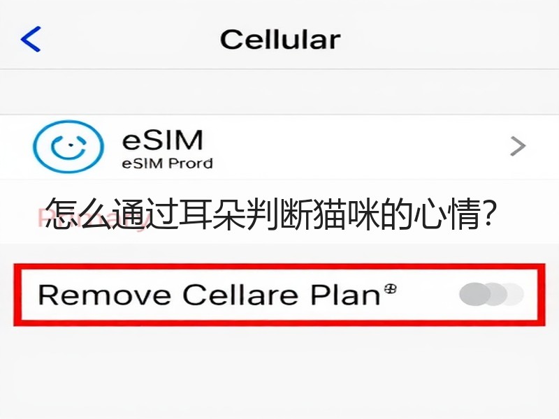 怎么通过耳朵判断猫咪的心情？