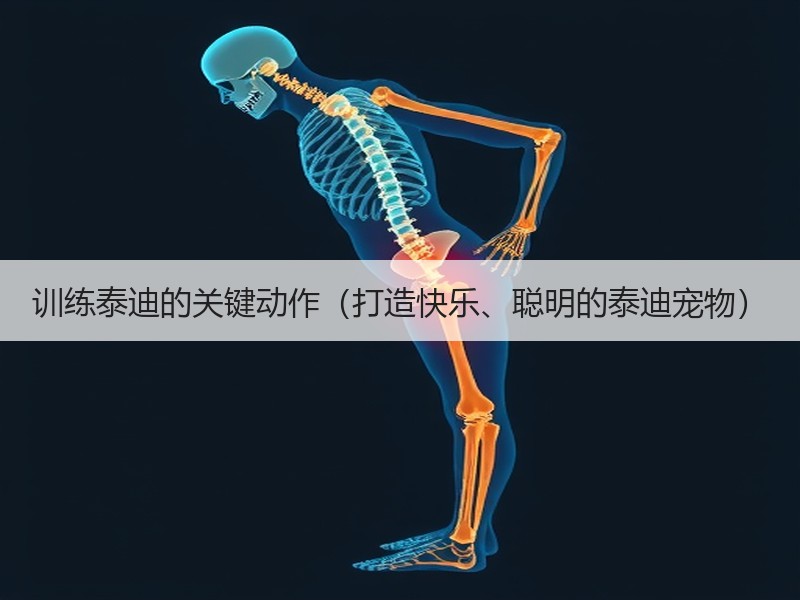 训练泰迪的关键动作（打造快乐、聪明的泰迪宠物）