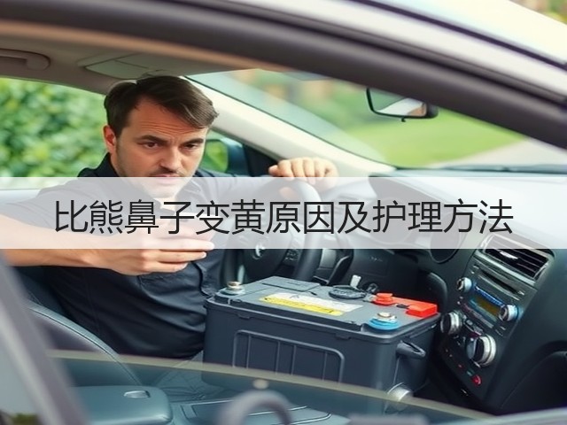 比熊鼻子变黄原因及护理方法(图1) 比熊鼻子变黄原因及护理方法(图1)