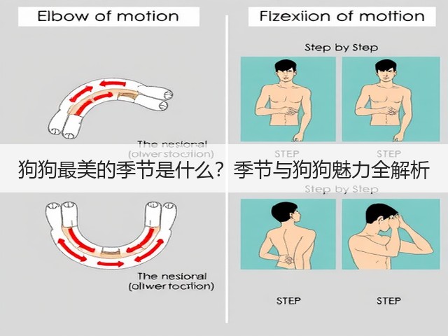 狗狗最美的季节是什么?季节与狗狗魅力全解析(图2) 狗狗最美的季节是什么?季节与狗狗魅力全解析(图2)