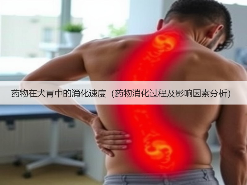 药物在犬胃中的消化速度（药物消化过程及影响因素分析）
