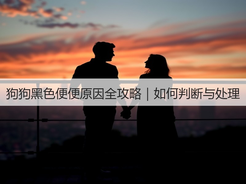 狗狗黑色便便原因全攻略｜如何判断与处理