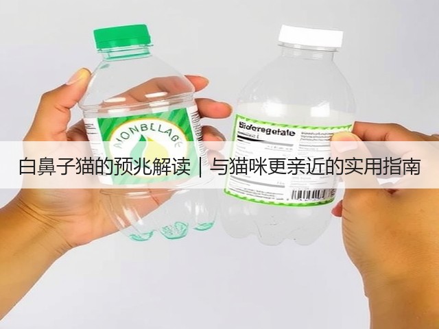 白鼻子猫的预兆解读|与猫咪更亲近的实用指南(图3) 白鼻子猫的预兆解读|与猫咪更亲近的实用指南(图3)