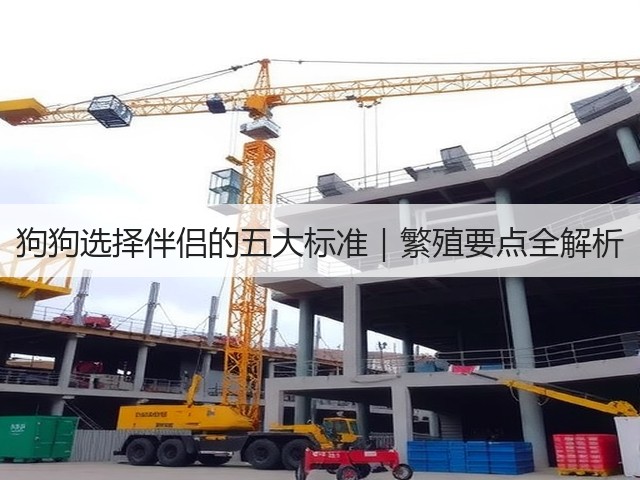 狗狗选择伴侣的五大标准｜繁殖要点全解析(图3)