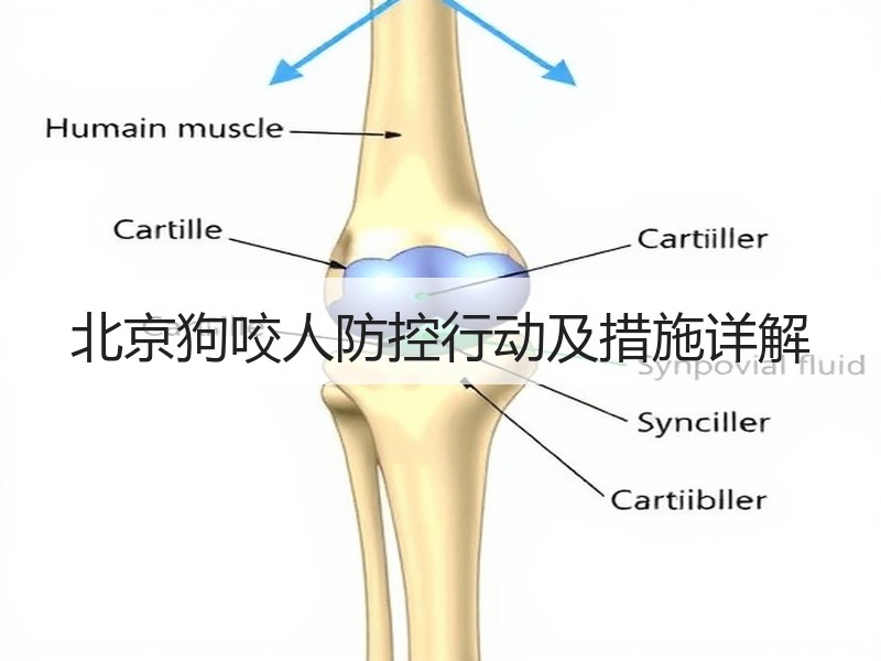 北京狗咬人防控行动及措施详解