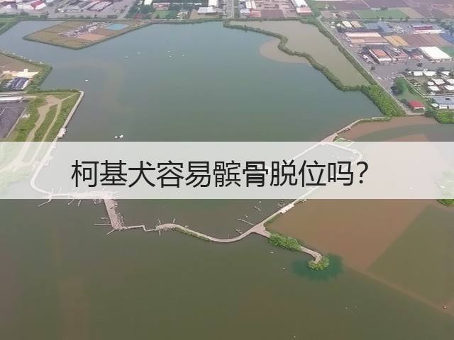 柯基犬容易髌骨脱位吗?(图3) 柯基犬容易髌骨脱位吗?(图3)