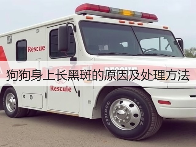 狗狗身上长黑斑的原因及处理方法(图3) 狗狗身上长黑斑的原因及处理方法(图3)