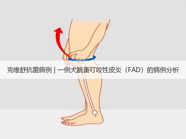 克维舒抗菌病例 | 一例犬跳蚤叮咬性皮炎(FAD)的病例分析(图1) 克维舒抗菌病例 | 一例犬跳蚤叮咬性皮炎(FAD)的病例分析(图1)