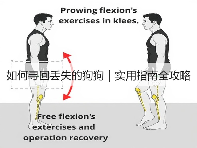 如何寻回丢失的狗狗｜实用指南全攻略