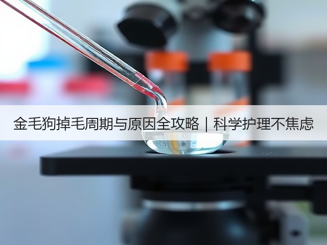 金毛狗掉毛周期与原因全攻略|科学护理不焦虑(图3) 金毛狗掉毛周期与原因全攻略|科学护理不焦虑(图3)