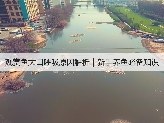 观赏鱼大口呼吸原因解析|新手养鱼必备知识(图1) 观赏鱼大口呼吸原因解析|新手养鱼必备知识(图1)