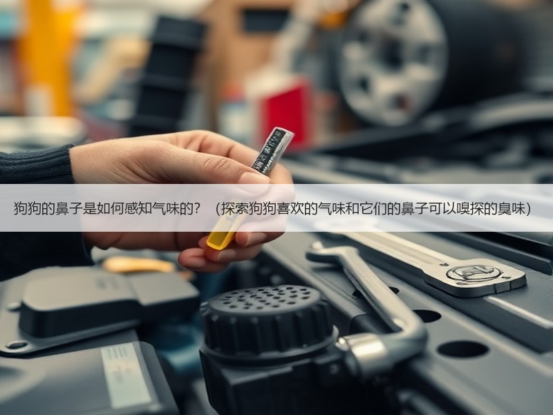 狗狗的鼻子是如何感知气味的？（探索狗狗喜欢的气味和它们的鼻子可以嗅探的臭味）