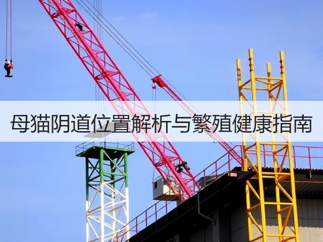 母猫阴道位置解析与繁殖健康指南(图2) 母猫阴道位置解析与繁殖健康指南(图2)