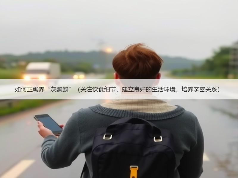 如何正确养“灰鹦鹉”（关注饮食细节，建立良好的生活环境，培养亲密关系）