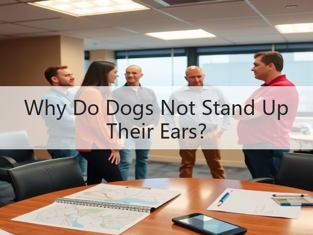 Why Do Dogs Not Stand Up Their Ears?(图3) Why Do Dogs Not Stand Up Their Ears?(图3)