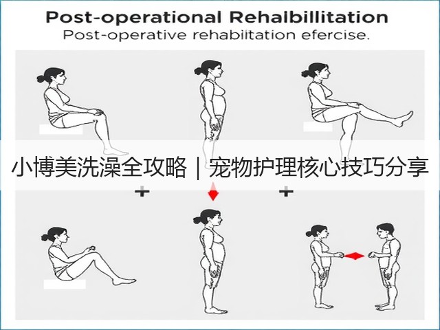 小博美洗澡全攻略|宠物护理核心技巧分享(图3) 小博美洗澡全攻略|宠物护理核心技巧分享(图3)