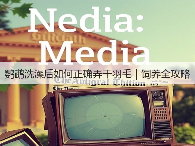 鹦鹉洗澡后如何正确弄干羽毛｜饲养全攻略(图3)