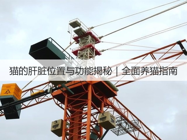 猫的肝脏位置与功能揭秘|全面养猫指南(图2) 猫的肝脏位置与功能揭秘|全面养猫指南(图2)