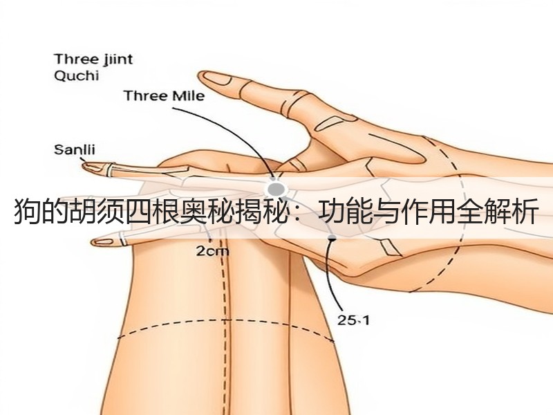 狗的胡须四根奥秘揭秘：功能与作用全解析