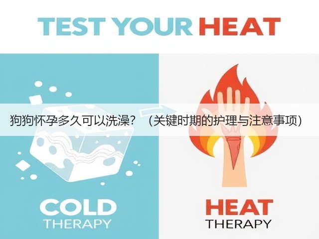 狗狗怀孕多久可以洗澡?(关键时期的护理与注意事项)(图3) 狗狗怀孕多久可以洗澡?(关键时期的护理与注意事项)(图3)