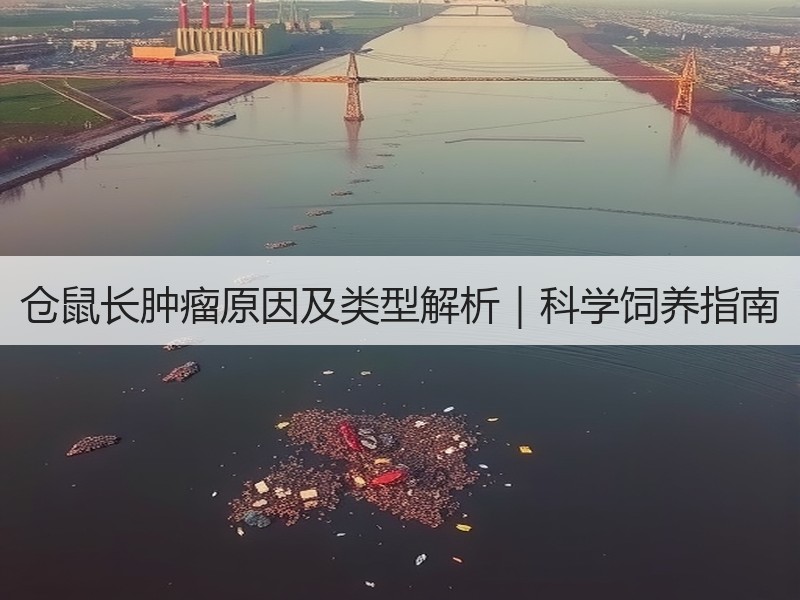 仓鼠长肿瘤原因及类型解析｜科学饲养指南