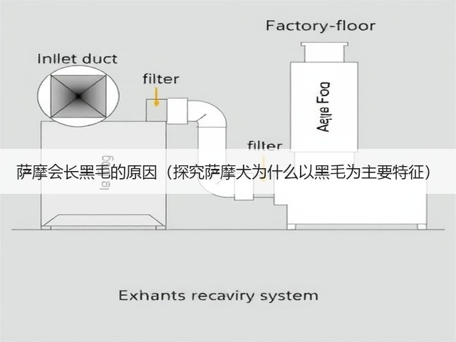 萨摩会长黑毛的原因(探究萨摩犬为什么以黑毛为主要特征)(图3) 萨摩会长黑毛的原因(探究萨摩犬为什么以黑毛为主要特征)(图3)