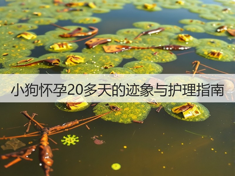 小狗怀孕20多天的迹象与护理指南