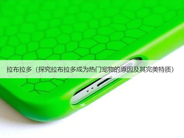 拉布拉多(探究拉布拉多成为热门宠物的原因及其完美特质)(图1) 拉布拉多(探究拉布拉多成为热门宠物的原因及其完美特质)(图1)